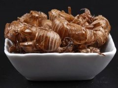 朝陽(yáng)百康中藥材蟬蛻